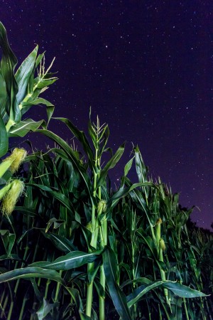 Sleeping Corn